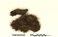 藏品(淡色同葉苔)的圖片